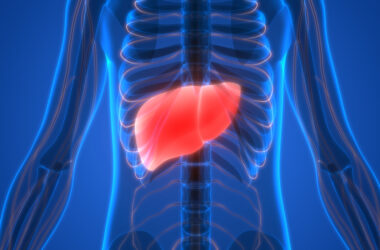 an x-ray of a person with the liver highlighted in red