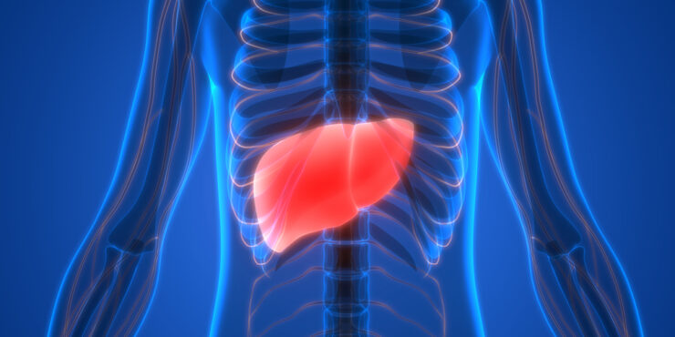 an x-ray of a person with the liver highlighted in red
