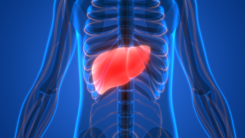 an x-ray of a person with the liver highlighted in red