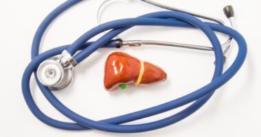 a model of a liver surrounded by a stethoscope