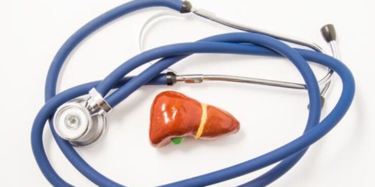 a model of a liver surrounded by a stethoscope