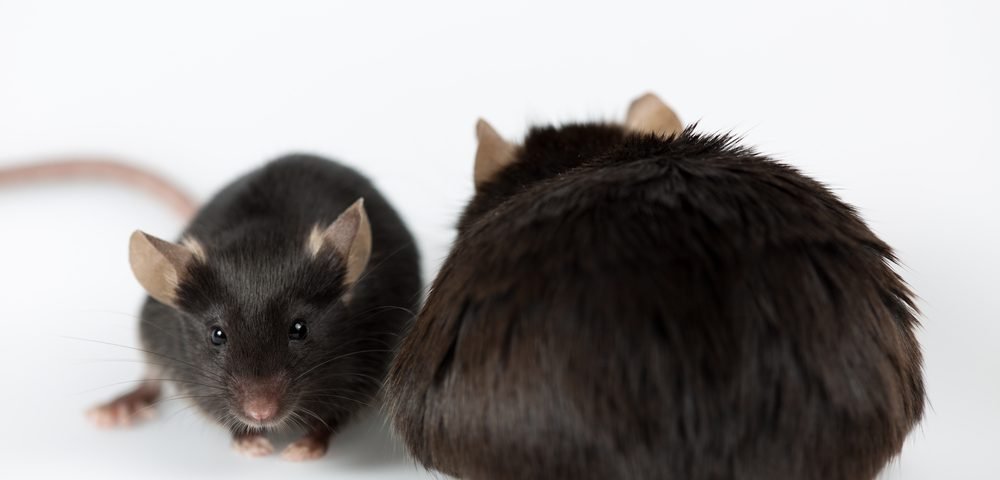 Blocking 2 Types of Immune Cells Seen to Prevent NASH in Mice, Raising Hope of Treatment