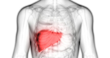 x-ray image of a body highlighting the liver