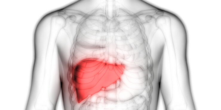 x-ray image of a body highlighting the liver