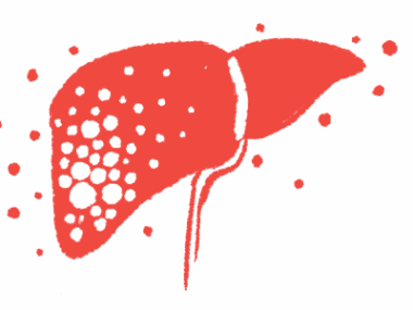 An illustration shows the human liver in profile.
