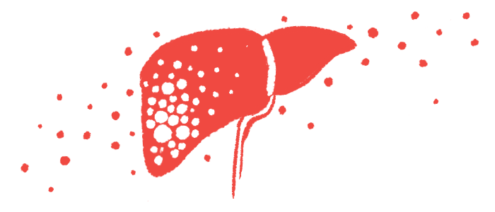 Illustration of a liver.