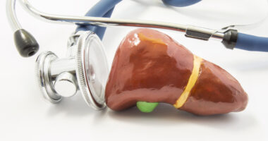 stethoscope and model of liver on white background