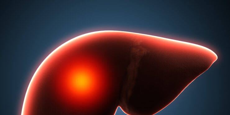 anatomical illustration of a liver against a dark blue background