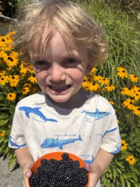 A 5-year-old boy grins at the camera while holding a bowl of freshly picked blueberries in front of him. His blond hair is messy and he's wearing a white T-shirt with sharks on it. He's standing outside in the sun, in front of a patch of black-eyed Susans.